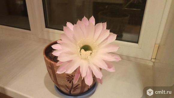 Подарю кактусят. Фото 1.