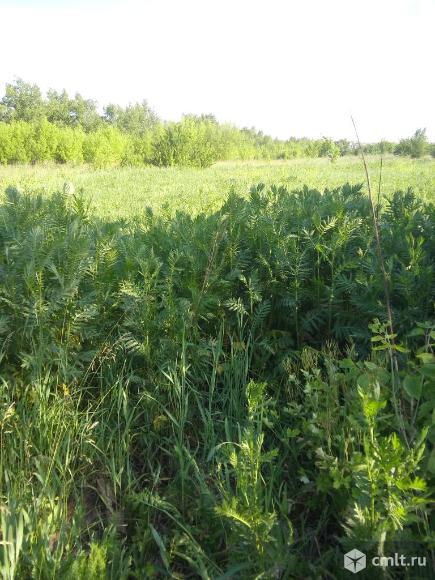 Участок 4,5 сот.. Фото 1.