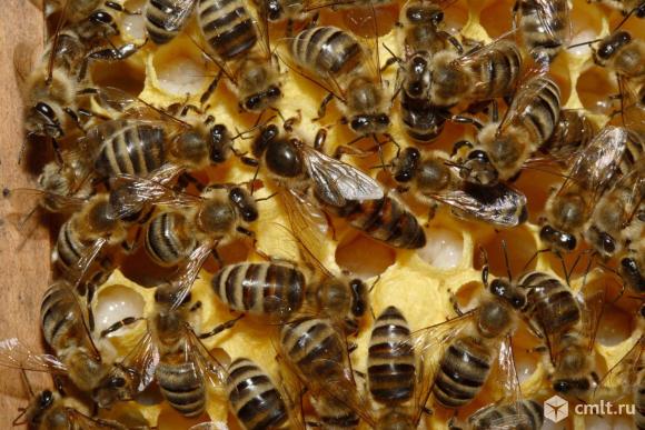 Пчёлы матки. Фото 1.