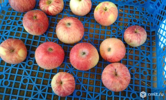Яблоки. Фото 1.