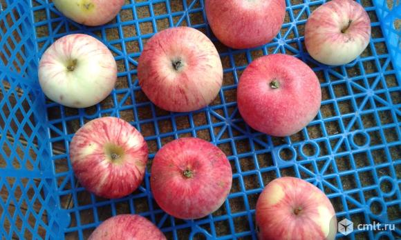 Яблоки. Фото 11.