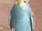 Продам самочку волнистого попугая полуручная. Фото 3.