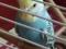Продам самочку волнистого попугая полуручная. Фото 5.