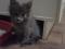 Серенький котенок (девочка 2 мес). Фото 3.