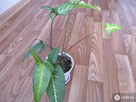 Сингониум. Фото 1.