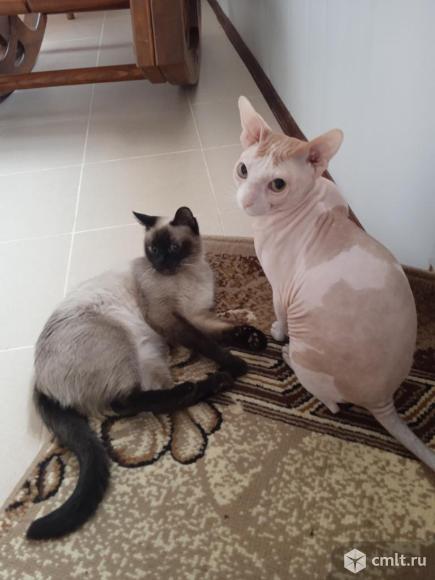 Котята от сфинкса и тайской кошки.. Фото 2.