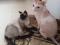 Котята от сфинкса и тайской кошки.. Фото 2.