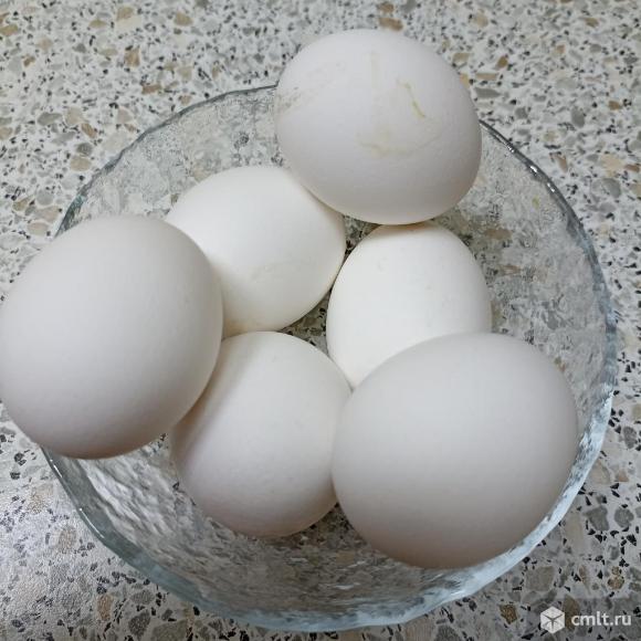 Яйцо куриное домашнее. Фото 1.