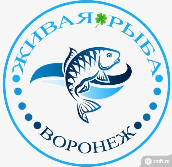 Продавец для продажи живой рыбы, уличная торговля.. Фото 1.