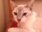 Синеглазый кот светлого окраса. Фото 1.