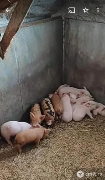 Продам маленьких поросят смесь ландрас с дюрком, железо сделано, проглистованы, выбор большой.. Фото 2.