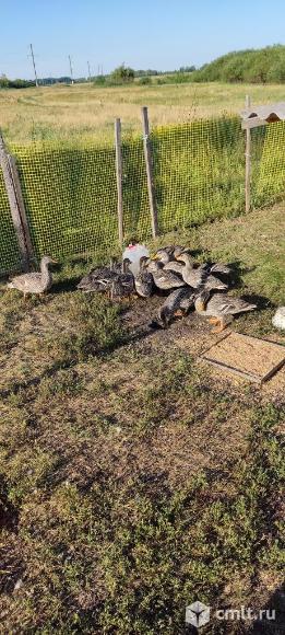 Продаю подсадных уток(серая). Фото 2.