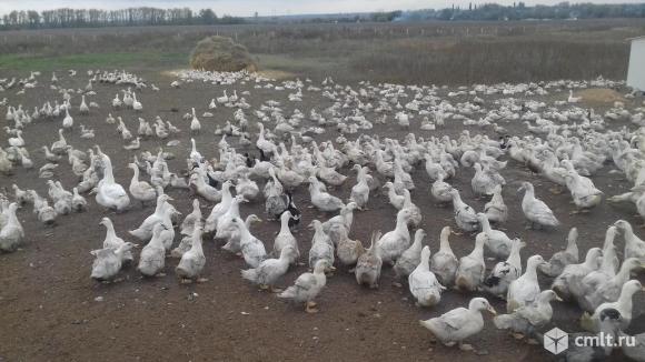 Пекинская утка на мясо. Фото 1.