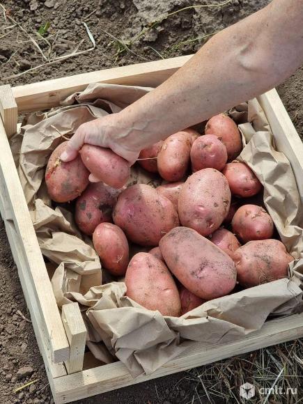 11 сортов отборного картофеля в Барнауле от поставщика. Фото 1.