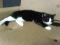 Красивый черно-белый кот. Фото 3.