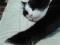 Красивый черно-белый кот. Фото 4.