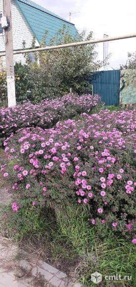 Сентябринки многолетние. Фото 1.