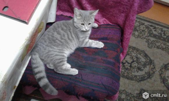 Британский котенок. Фото 1.