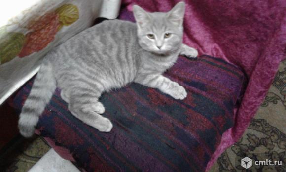 Британский котенок. Фото 8.