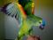 Синелобый амазон (Amazona aestiva aestiva) - ручные птенцы из питомника. Фото 1.