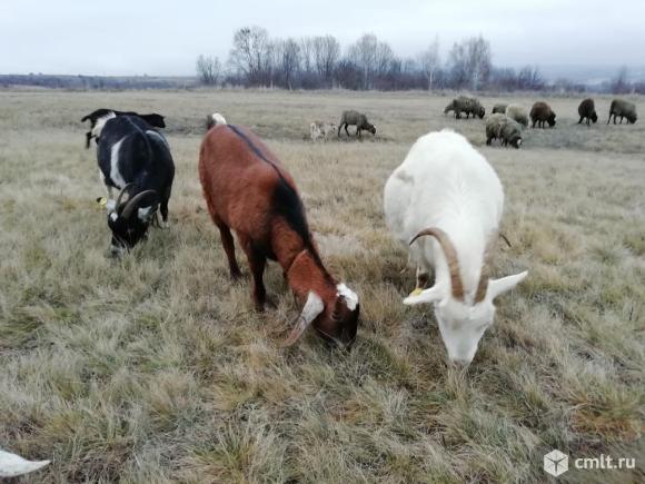 Продам коз. Фото 1.