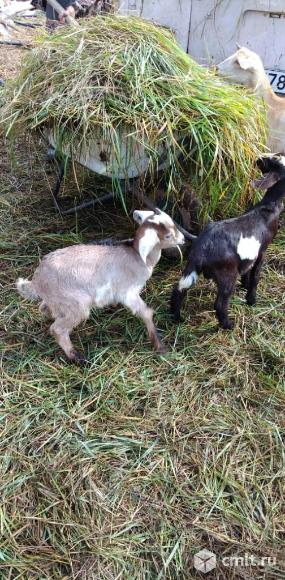 Продам козлят. Фото 2.