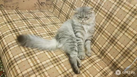 Кот Марсик в добрые руки. Фото 4.