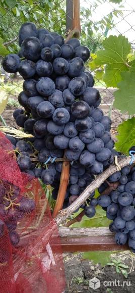 Саженцы винограда. Фото 11.