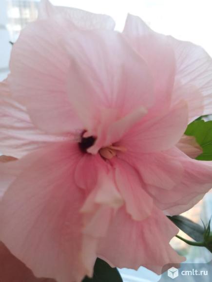 Гибискус махровый розовый. Фото 1.