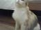 Трехцветная кошка Бонита. Фото 1.