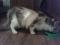 Трехцветная кошка Бонита. Фото 2.