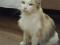 Трехцветная кошка Бонита. Фото 3.