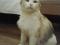 Трехцветная кошка Боня. Фото 1.