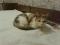 Трехцветная кошка Боня. Фото 2.