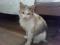 Трехцветная кошка Боня. Фото 3.