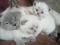 Котята и кот для вязки фолд. Фото 8.