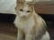 Красивая кошка светлого смешанного окраса. Фото 3.