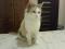 Красивая кошка светлого смешанного окраса. Фото 4.