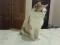 Красивая кошка светлого смешанного окраса. Фото 5.
