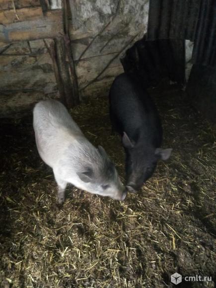 Вьетнамские свиньи. Фото 1.