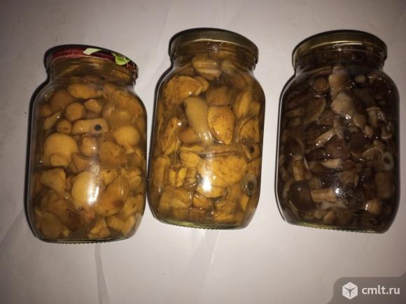 Продам очень вкусные маринованные грибы. Фото 1.