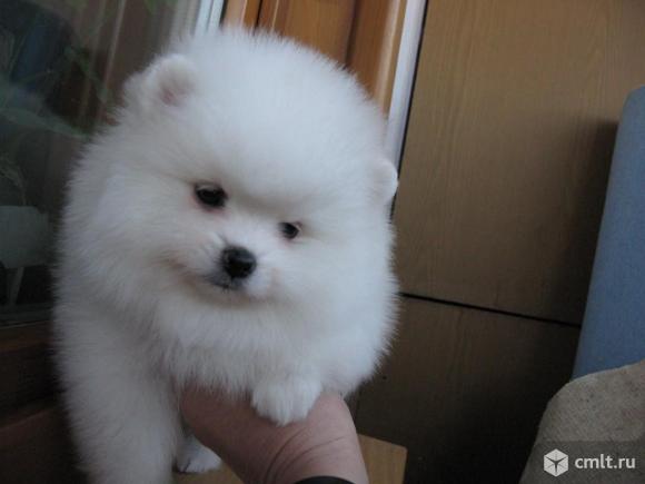 Отдам собаку в добрые руки. Фото 1.