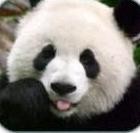 Панда, ветеринарная клиника. Фото 1.