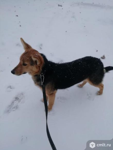 Отдам в добрые руки. Фото 1.