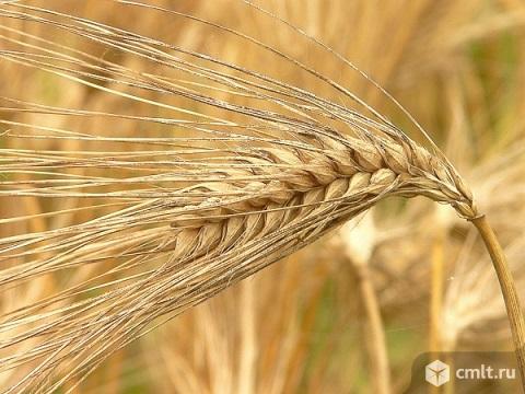 Семена ярового ячменя элита и репродукции. Фото 1.