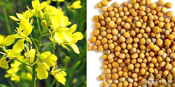 Семена горчицы Руслана и Горлинка РС1. Фото 1.