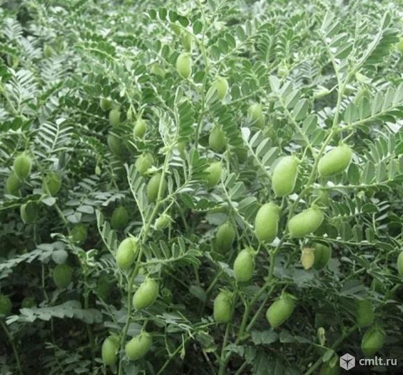 Семена нута Триумф ЭС. Фото 1.