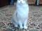 Трехцветная красавица кошка. Фото 1.