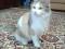 Трехцветная красавица кошка. Фото 4.