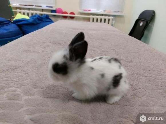 Декоративные кролики. Фото 1.